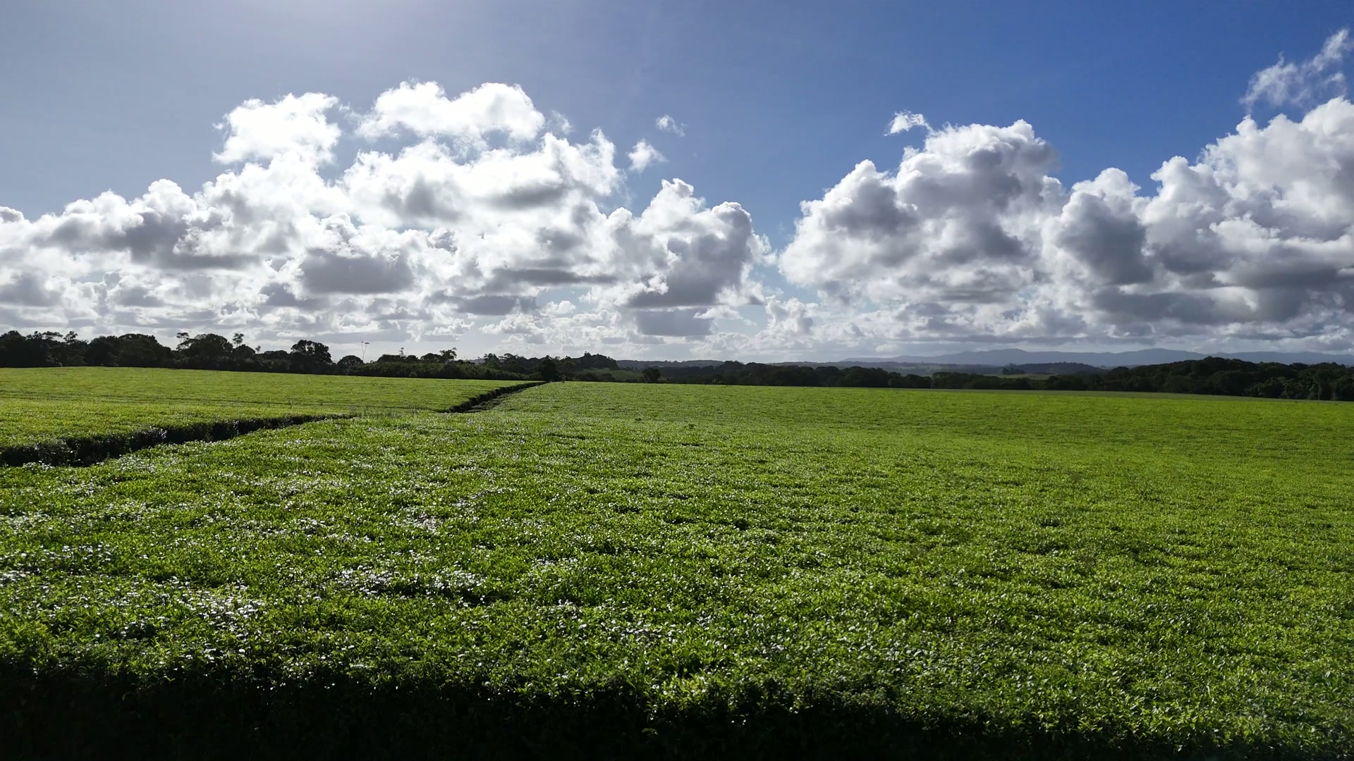 Sweeping view of the tea paddock with dramatic cumulus clouds above