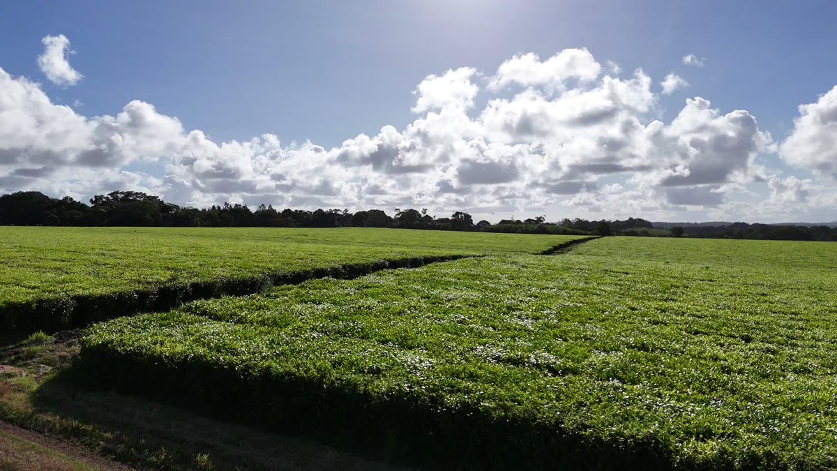 Sunlight bursting over rows of flowering tea toward mountains in the distance