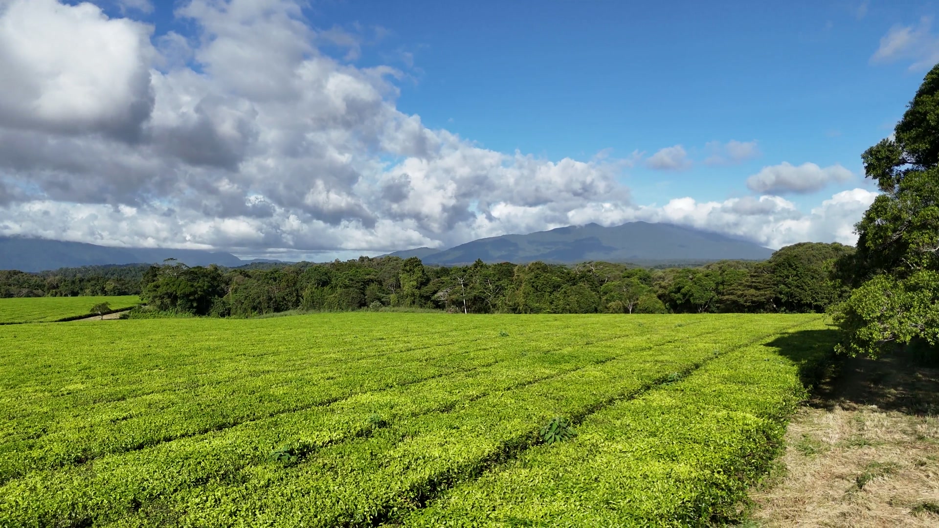 A large native tree beside the tea rows with the Bellenden Ker Range in the background
